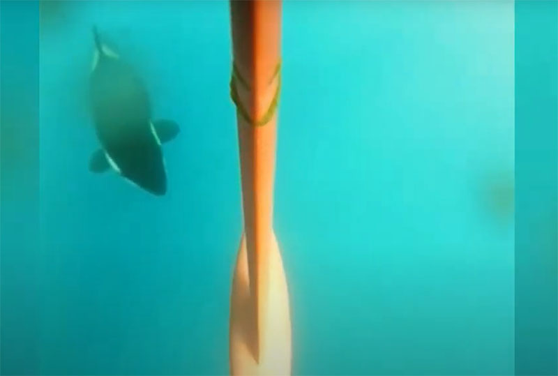 Vídeo: así atacan a los barcos las orcas del Estrecho