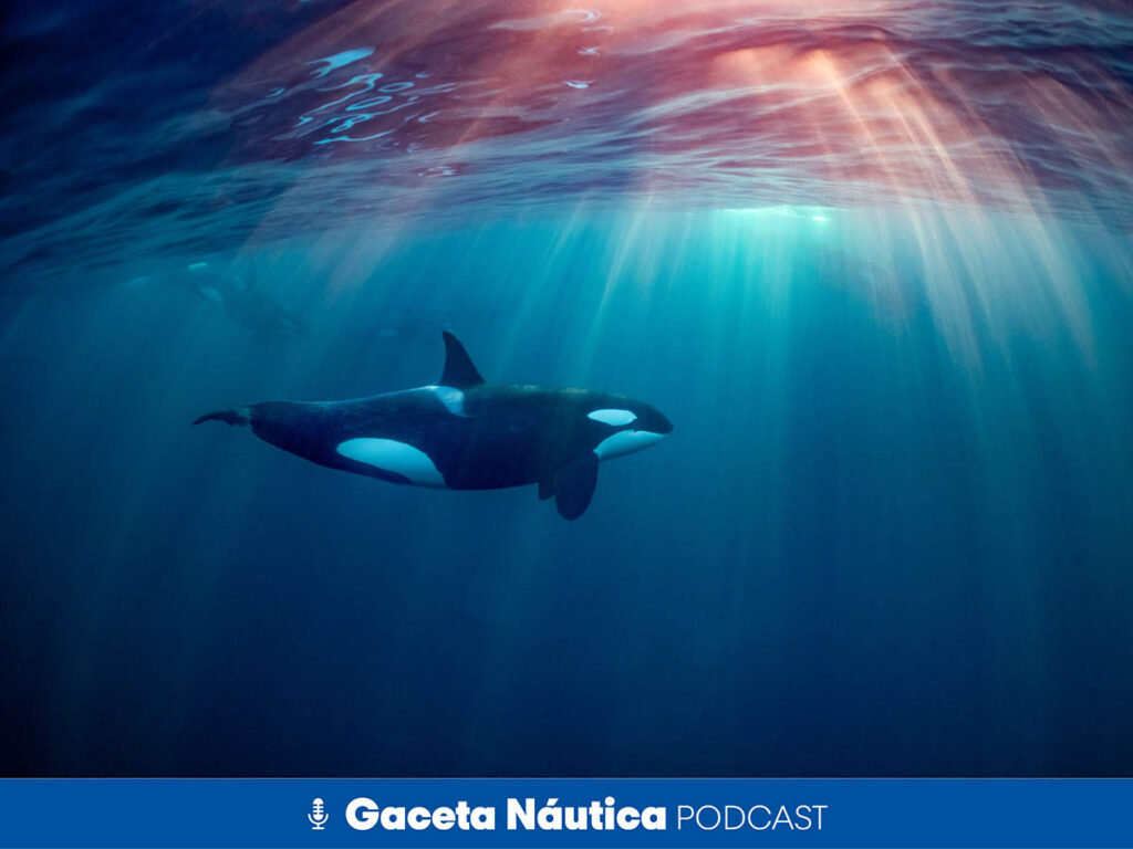 La orcas Gladis vuelven al ataque