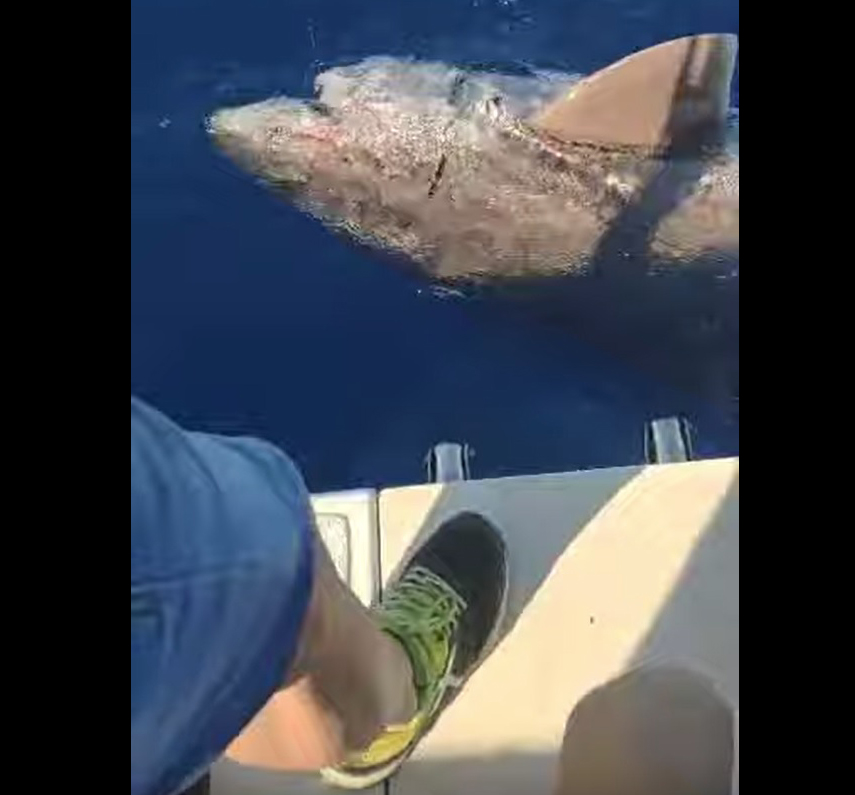 Impresionante encuentro con un tiburón cañabota