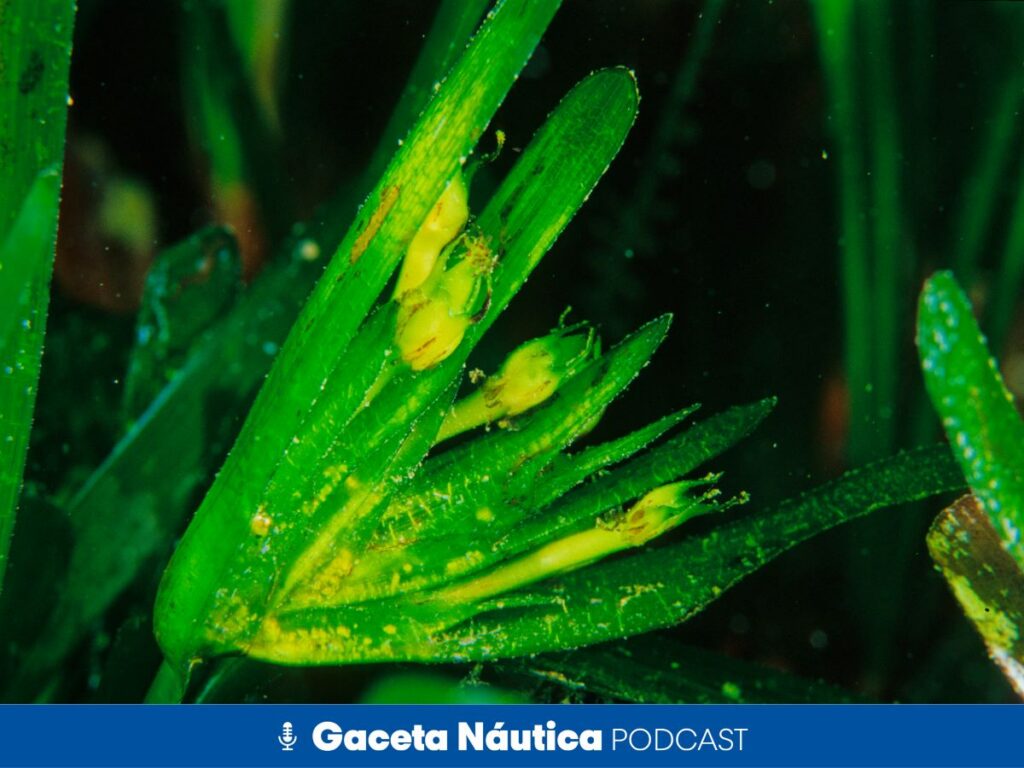 La posidonia se defiende del calor esparciendo sus semillas por el Mediterráneo