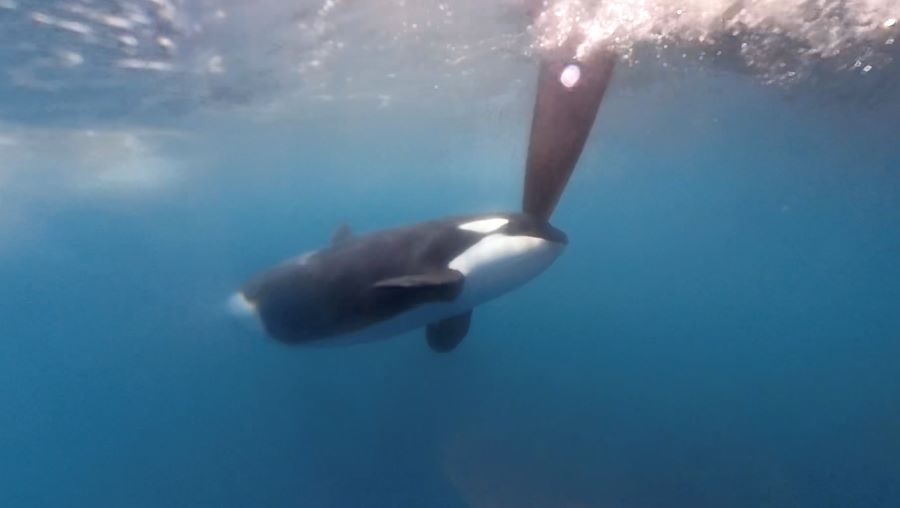 Las orcas se cruzan en la ruta de The Ocean Race: “Ha sido aterrador”