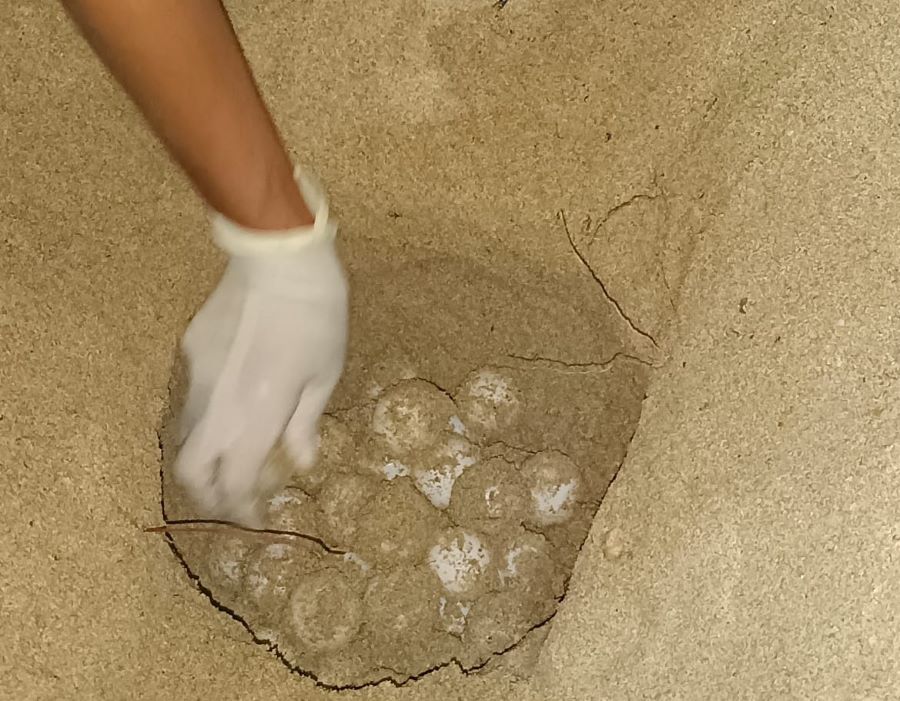 Mallorca registra su primer nido de tortuga marina