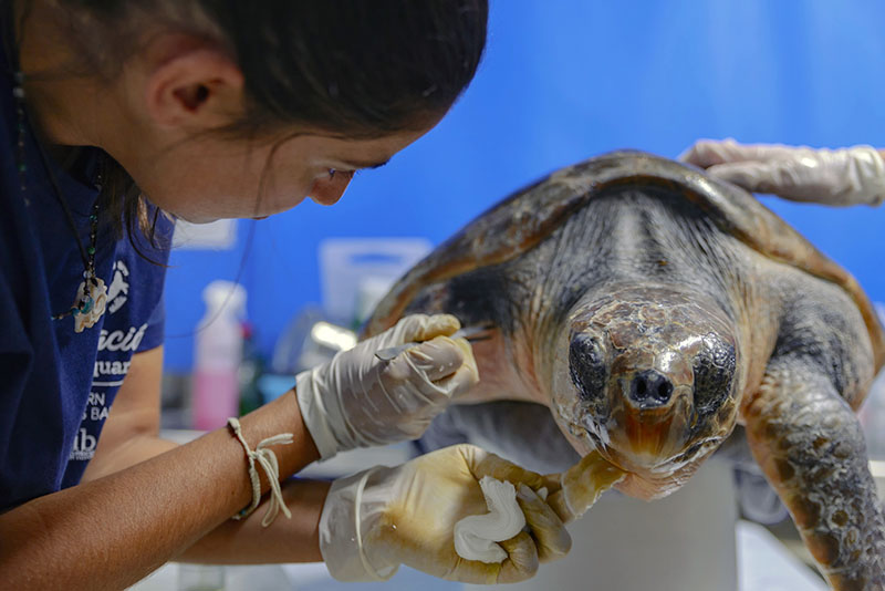 Plásticos y redes fantasma, el peor peligro para las tortugas