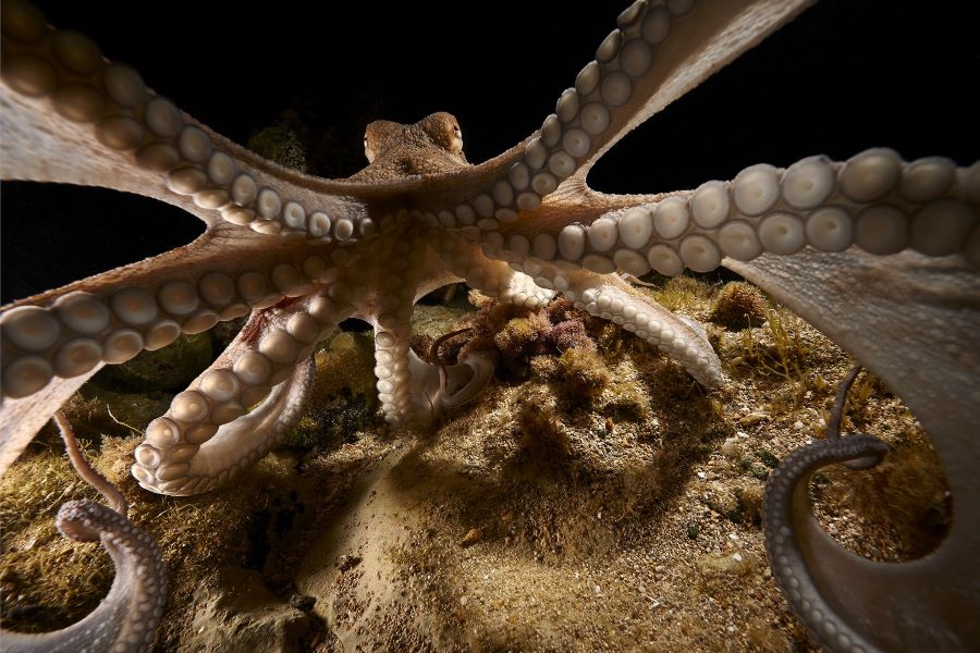 La exposición fotográfica de MARE toma la calle