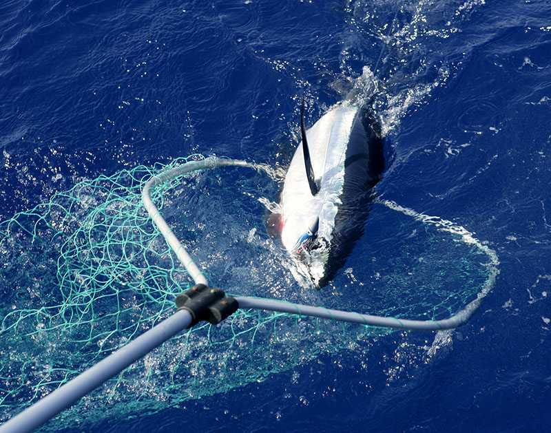 El Ministerio abre una rendija en el ‘cerrojazo’ a la albacora