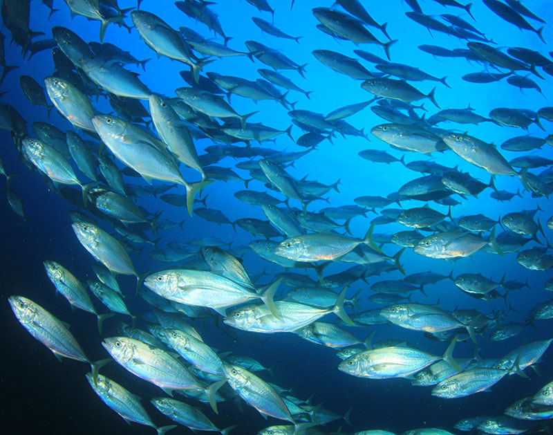 Nuevo cerrojazo: a partir de mañana no se pueden pescar albacoras