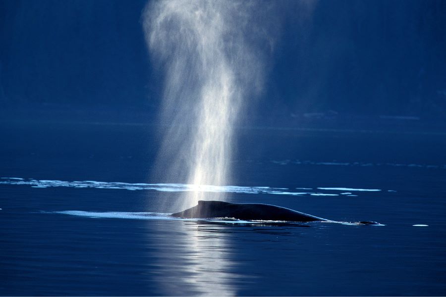 Ballenas en el Mar Balear. ¡Por allí resoplan!