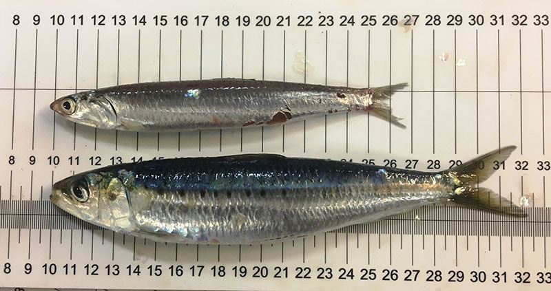 El Oceanográfico pone bajo el microscopio a boquerones y sardinas del Mediterráneo