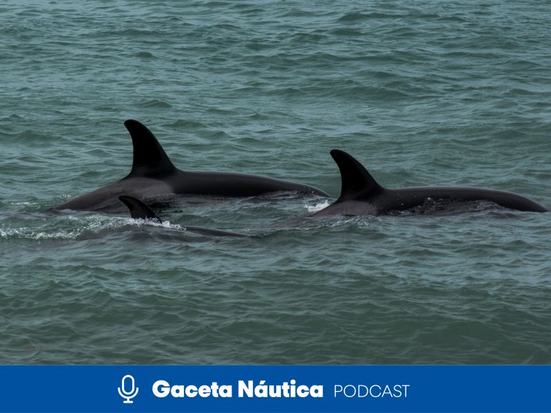 Orcas del Estrecho. “Como no se corte esto, un día ocurrirá una desgracia”