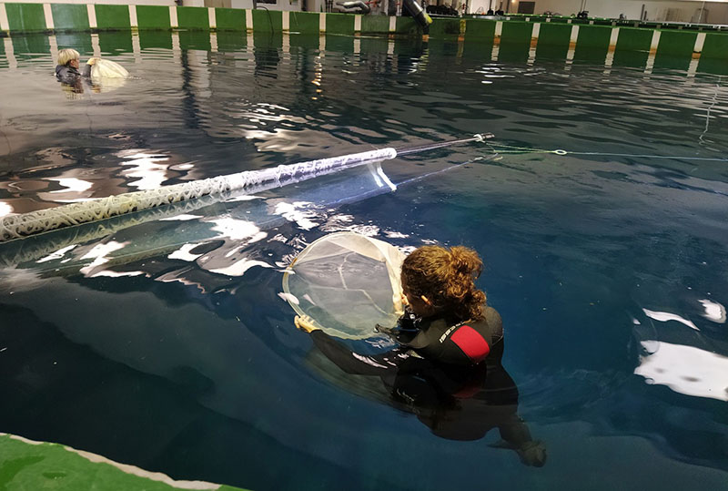 Hito mundial: el Oceanográfico consigue reproducir atún rojo en tierra