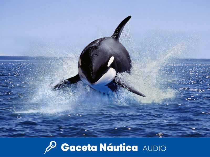 Las orcas cruzan la frontera del Estrecho