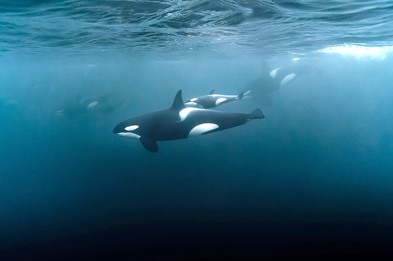 El portugués Tiro, tercer barco de la Copa del Rey dañado por las orcas