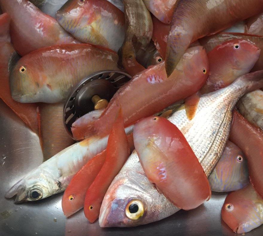 La veda para pescar raors se levanta mañana viernes