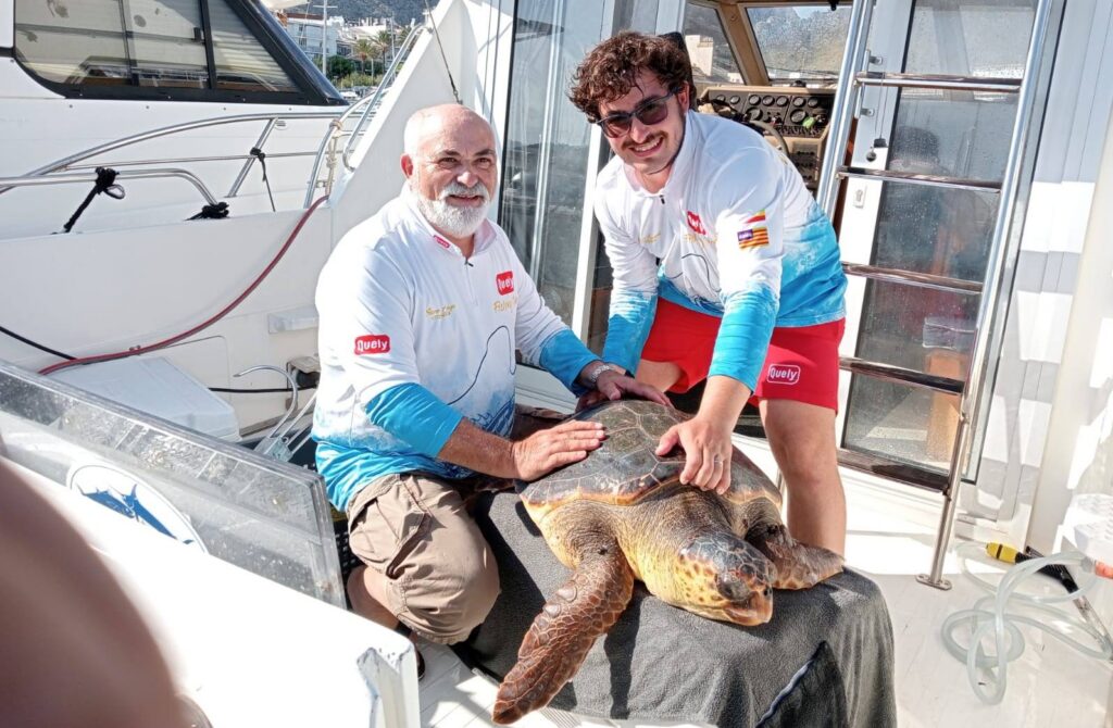 Qué hacer si me encuentro con una tortuga marina herida