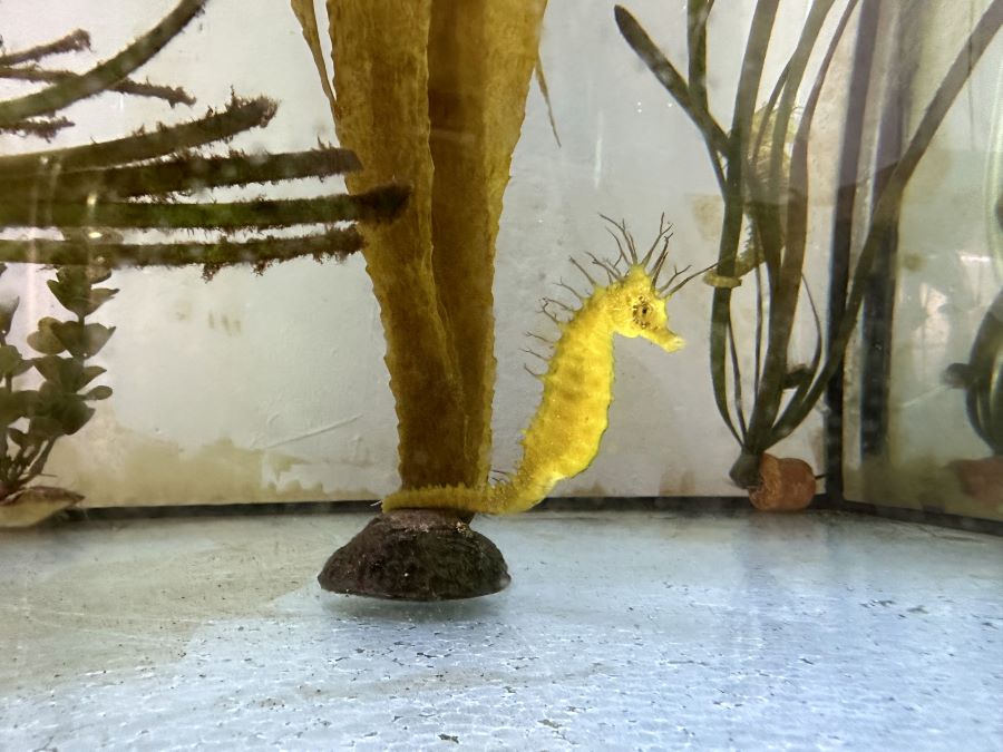 Los caballitos de mar son indicadores de la salud de los ecosistemas