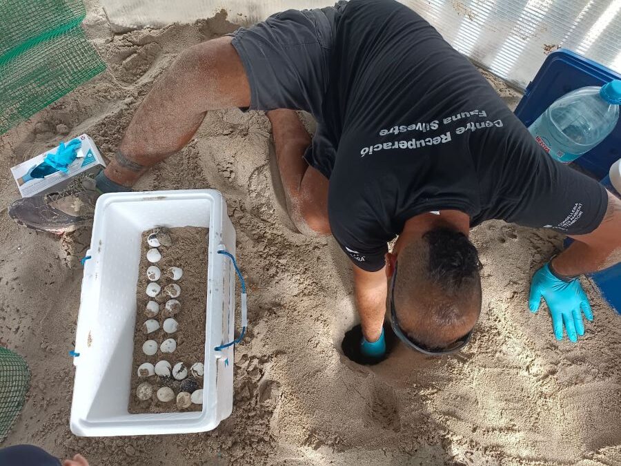 El temporal obligó a retirar el nido de tortugas marinas de Cala Millor