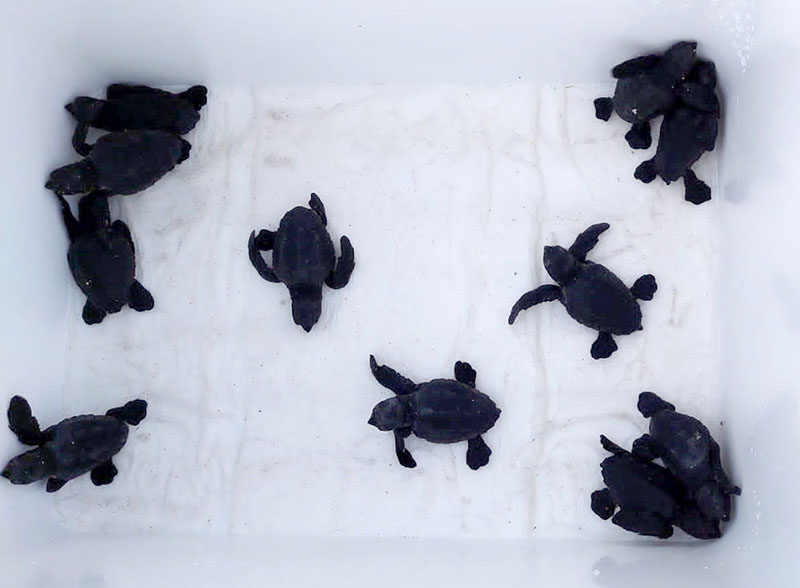 Comienzan a nacer las tortugas de Can Pere Antoni