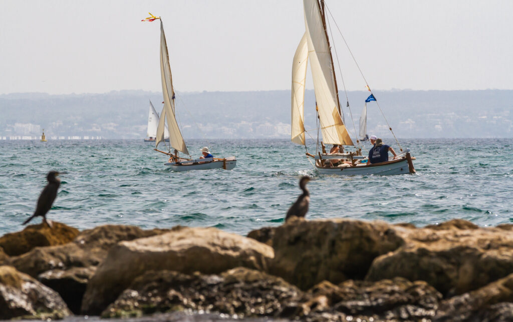 La gran fiesta de la vela latina suelta amarras en Cala Gamba