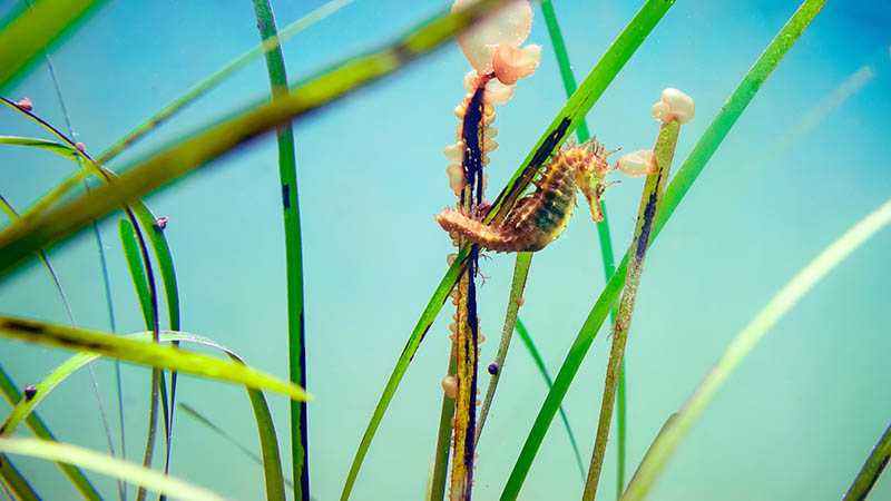 Las 20 prohibiciones del decreto nacional de protección de la posidonia