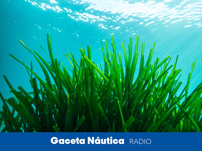 ¿Protección de la posidonia o regulación de fondeos?