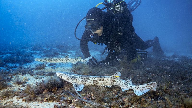 El Toro, nueva casa para 16 tiburones alitanes