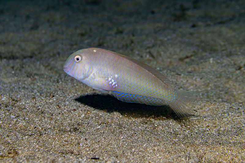 Descifrado el código genético del raor