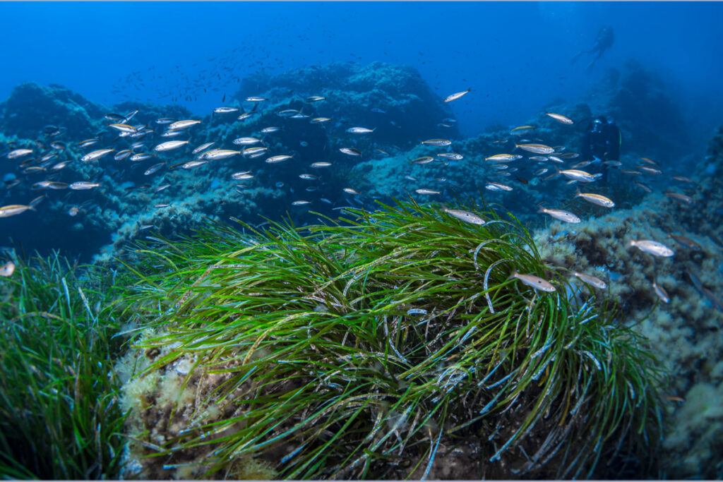 Campaña de la posidonia: dato mata relato
