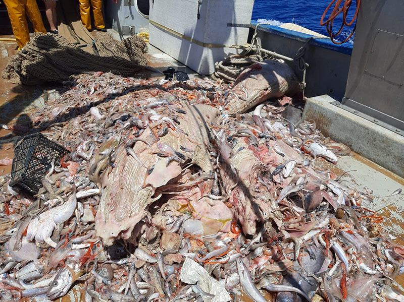 El extraño caso de los atunes desaparecidos