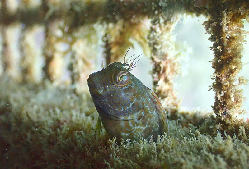 Micro arrecifes, una solución para atraer y proteger la vida marina