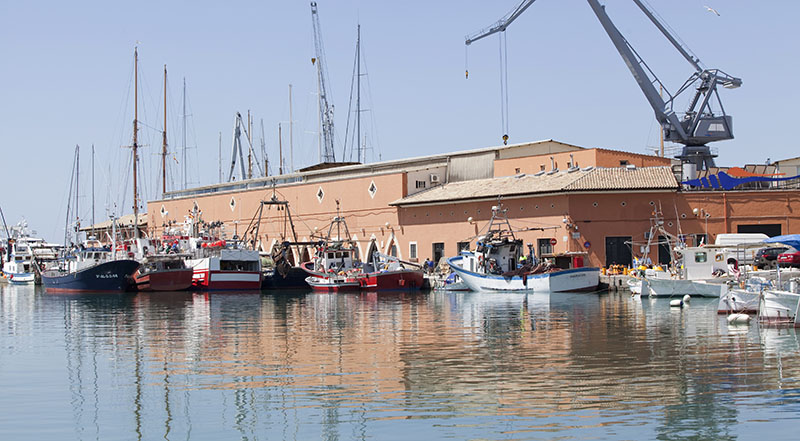 La Cofradía de Sant Pere, Medalla de Oro de Palma