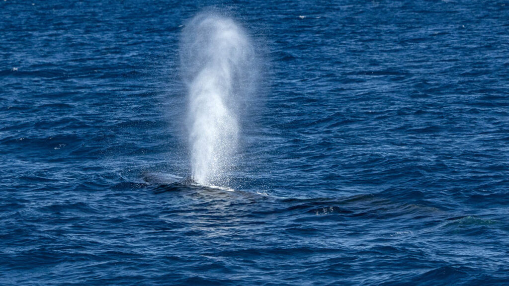 Avistadas ballenas en la bahía de Palma