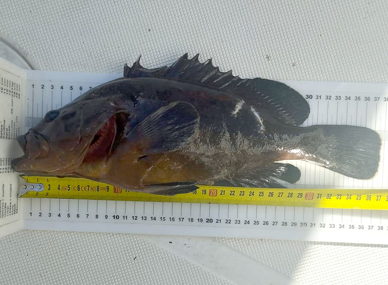 Denunciadas dos embarcaciones de pesca profesional por pescar en zona de reserva integral