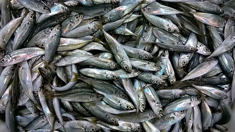 El Oceanográfico, a la búsqueda del jurel