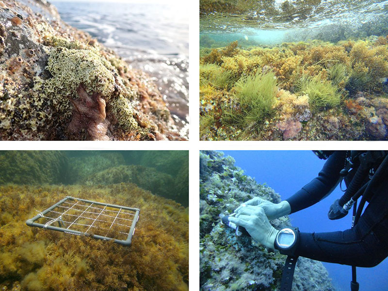 La importancia de la investigación de los ecosistemas marinos en Menorca