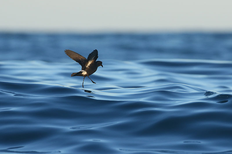 ¿Cuál es el ave acuática más pequeña y esquiva del mundo?