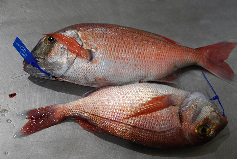 Buena salud de la población de pargo en Baleares