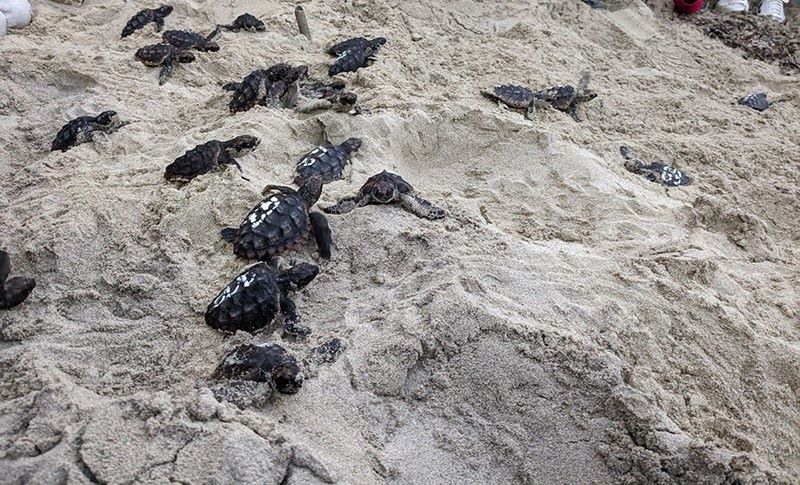 Qué hacer si me encuentro con un nido de tortuga en la playa