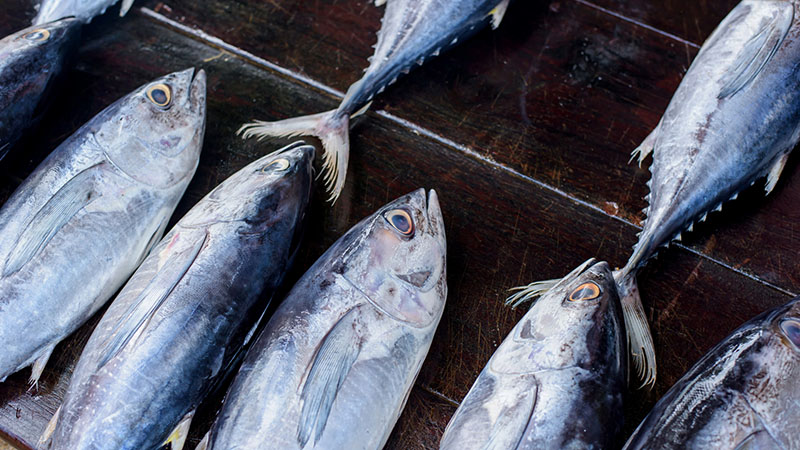 La albacora continúa la racha de cerrojazos del Ministerio