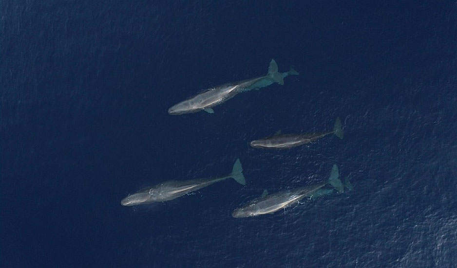 Tursiops: a la caza, fotográfica, del cachalote en Baleares