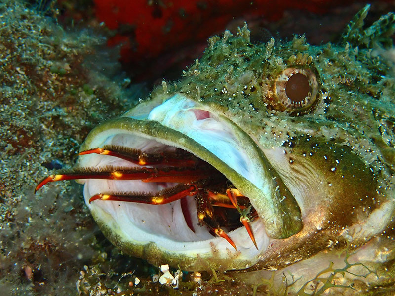 ¿Qué comen los peces?