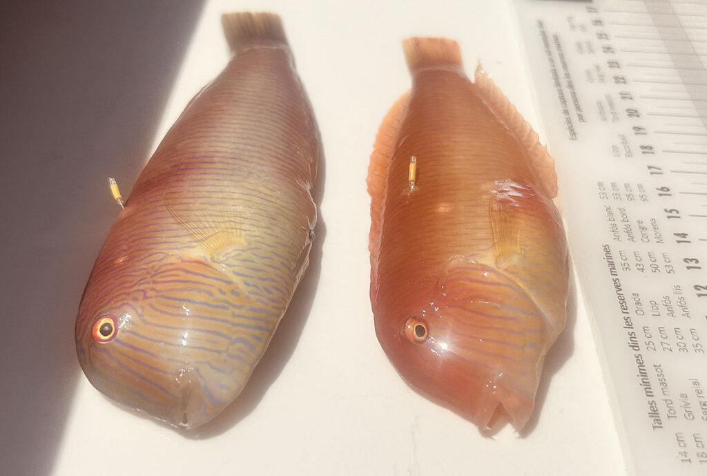 Los raors pueden traer premio esta temporada