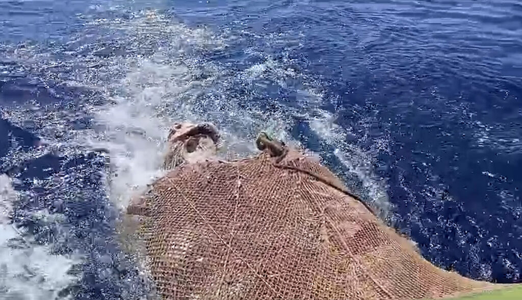 “Seguiremos denunciando los casos de atunes muertos hasta que nos hagan caso”