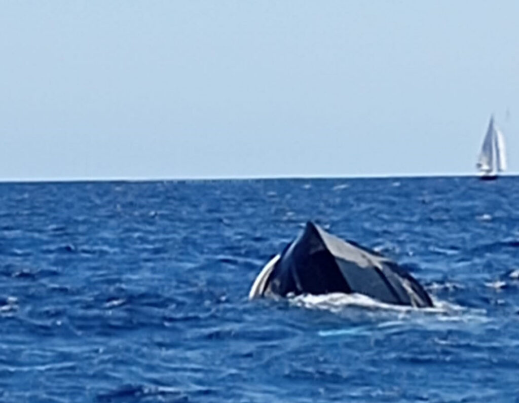 Vuelco de una lancha cerca de Cala Figuera