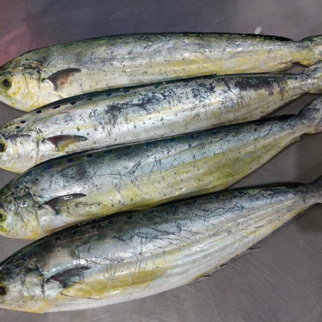 Los pescadores sacan las primeras llampugas de la temporada