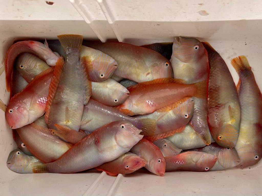 Los raors ya están sobre la mesa