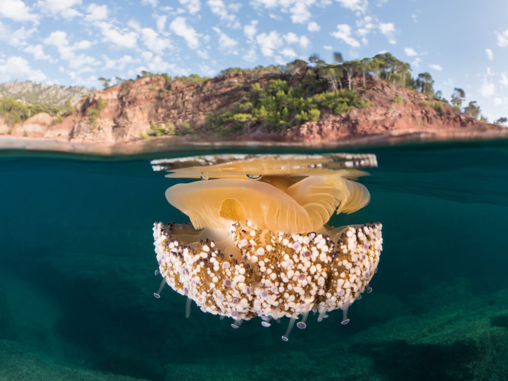 MARE muestra las mejores fotografías del año en el Mar Balear