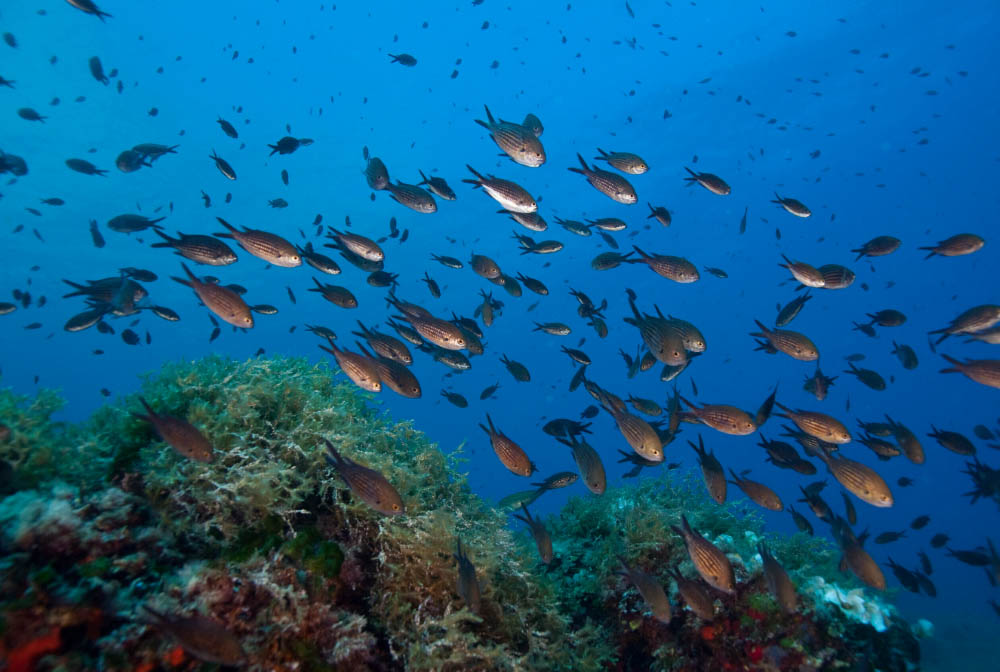 Marilles organiza unas Jornadas para la Conservación de la Biodiversidad Marina