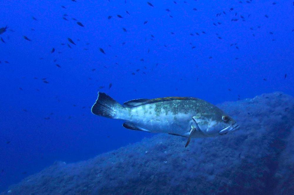La Reserva Marina del Poniente sustituirá a la del Toro y las Malgrats