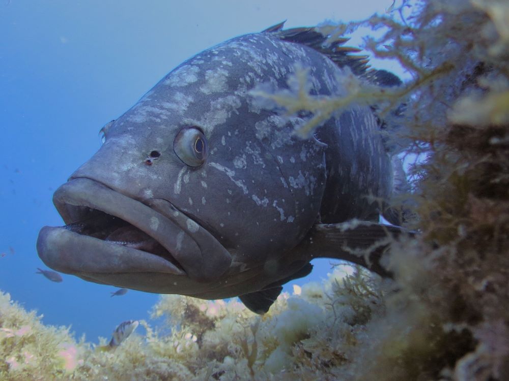 El Govern fija cuotas máximas diarias para la pesca recreativa