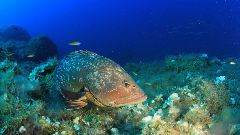 Las nuevas cuotas no gustan a los pescadores submarinos